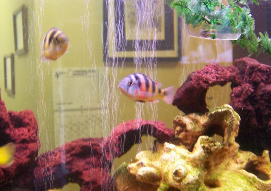 Rated #1006: Freshwater Fish - Haplochromis Sp. 44 - Haplochromis Obliquidens Stocking In 30 Gallons Tank - our breeding pair of obliquidens