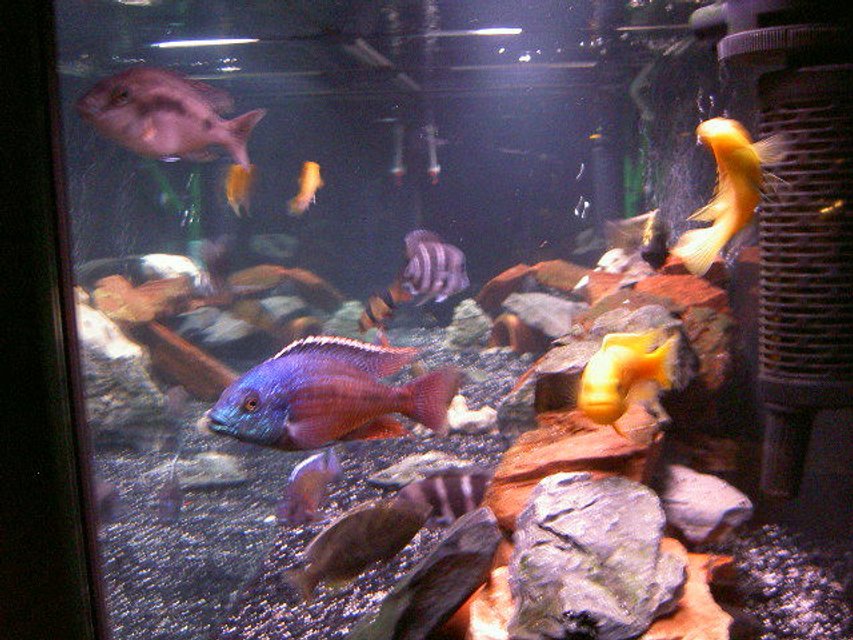 Rated #1175: Freshwater Fish - Protomelas Taeniolatus - Red Empress Stocking In 125 Gallons Tank - side view