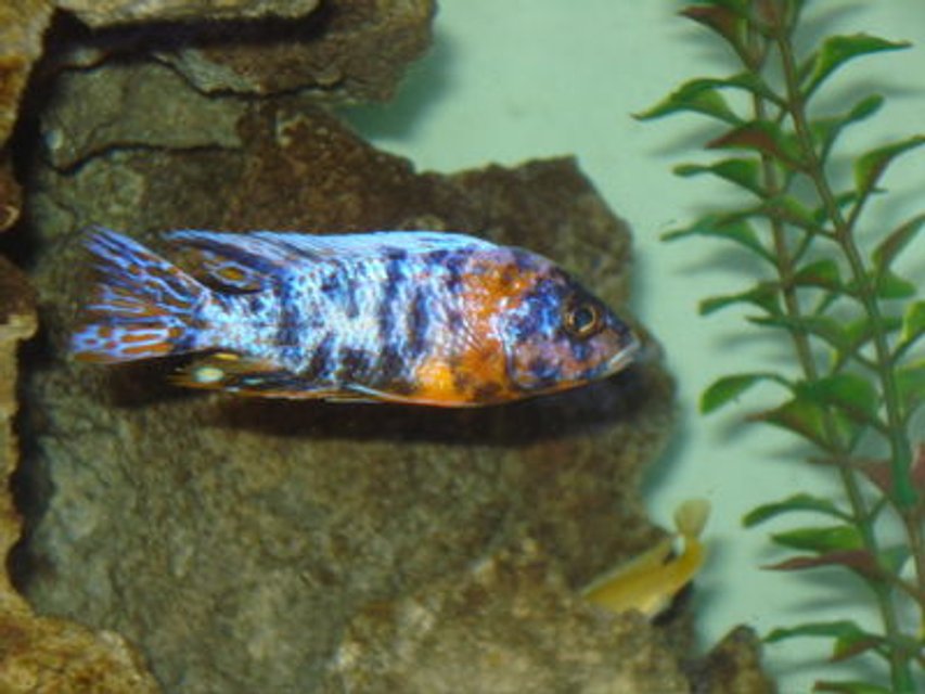 Rated #820: Freshwater Fish - Aulonocara Nyassae Var. - Peacock Cichlid, Orange Blossom Stocking In 80 Gallons Tank - peacock