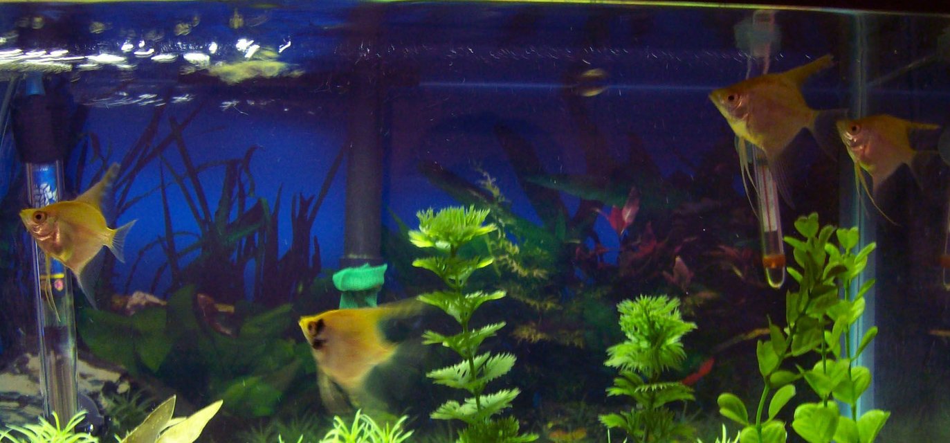 Rated #195: Freshwater Fish - Pterophyllum Sp. - Red Angel Stocking In 55 Gallons Tank - my new angels