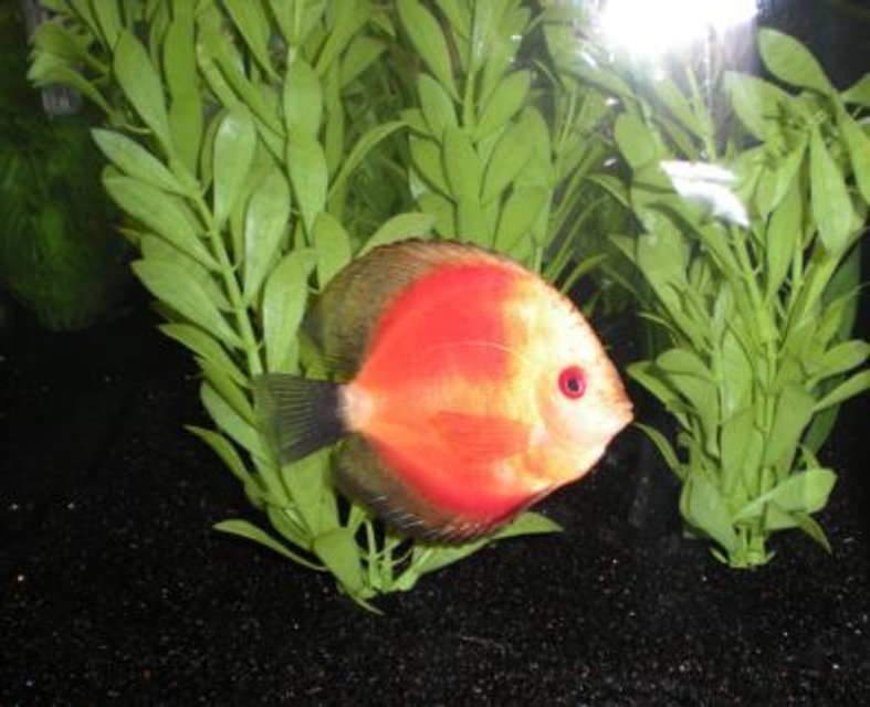 Rated #1463: Freshwater Fish - Red Melon Discus Stocking In 26 Gallons Tank - Yellow Face Red Melon Discus