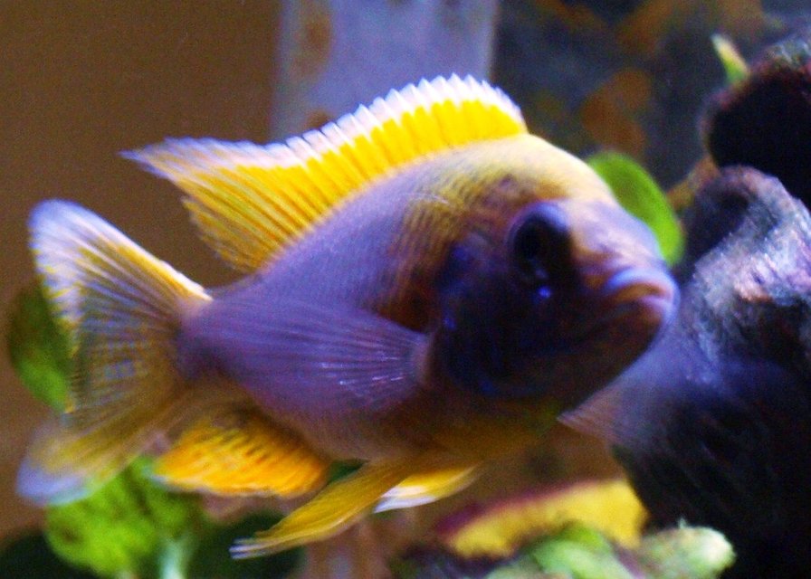 Rated #1565: Freshwater Fish - Pseudotropheus Acei - Acei Cichlid Stocking In 65 Gallons Tank - One of my Peacock Cichlid "Studs"