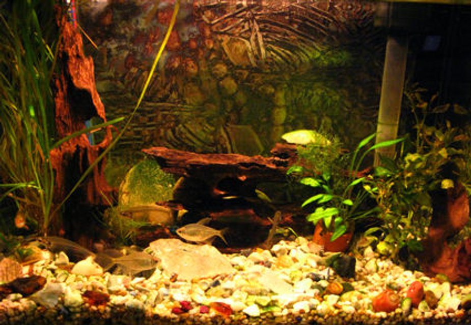 Rated #2168: Freshwater Fish - Kryptopterus Bicirrhis - Ghost Glass Cat Stocking In 10 Gallons Tank - my little tank.