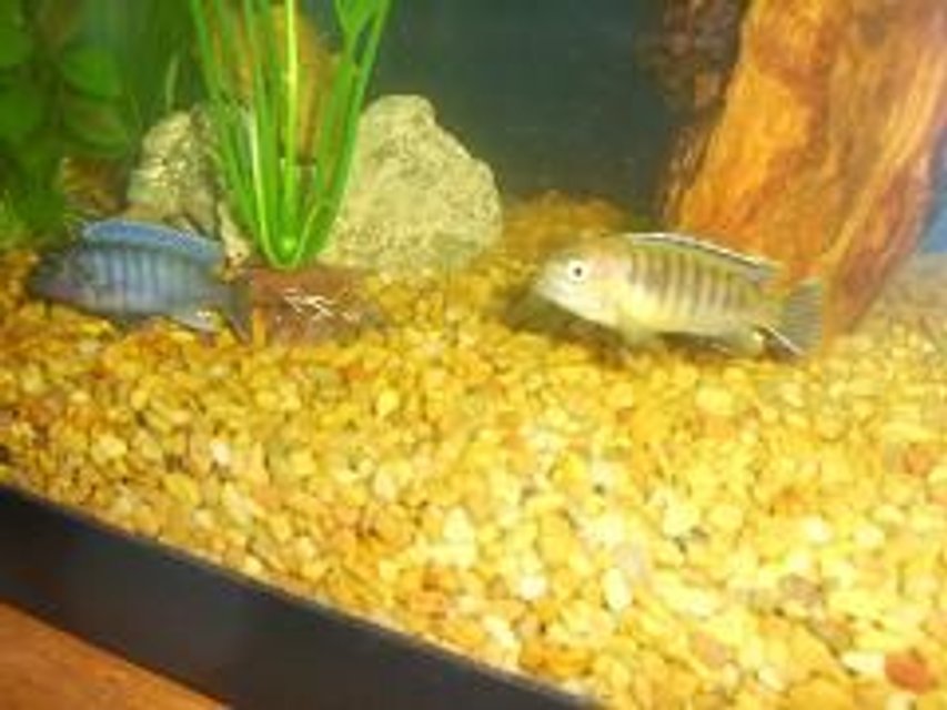 Rated #1923: Freshwater Fish - Metriaclima Callainos - Cobalt Blue Zebra Cichlid Stocking In 29 Gallons Tank - 2 cichlids