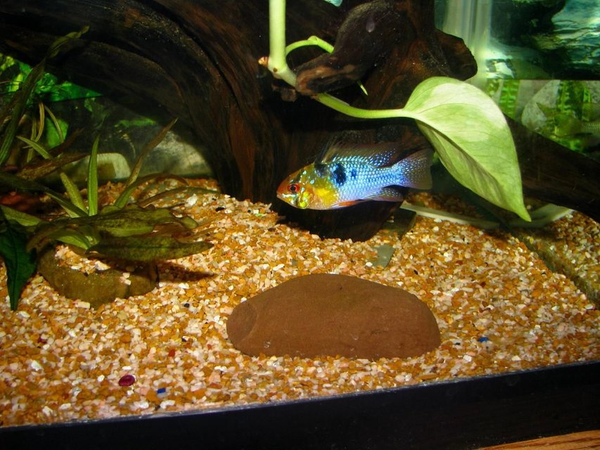 Rated #415: Freshwater Fish - Papiliochromis Ramirezi - German Blue Ram Stocking In 55 Gallons Tank - german blue ram