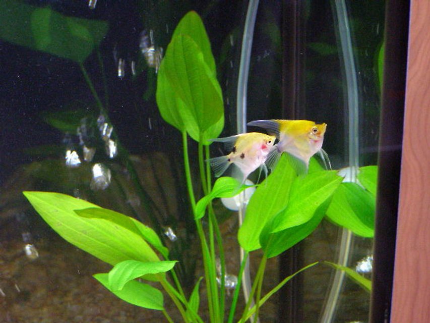 Rated #1013: Freshwater Fish - Pterophyllum Sp. - Koi Angel Stocking In 55 Gallons Tank - A pair of Koi Angel Fish