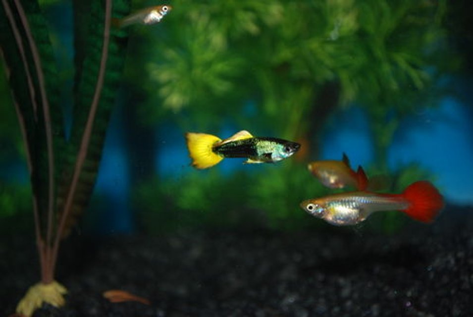 Rated #750: Freshwater Fish - Poecilia Reticulata - Orange Sunshine Guppy Stocking In 29 Gallons Tank - My First tank