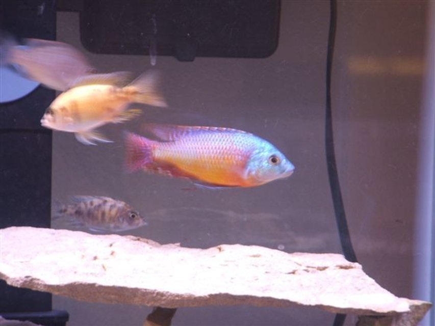 Rated #1267: Freshwater Fish - Protomelas Taeniolatus - Red Empress Stocking In 75 Gallons Tank - Red Epress