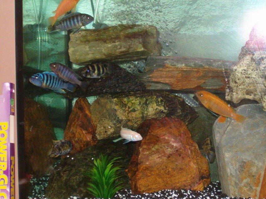 Rated #1749: Freshwater Fish - Pseudotropheus Estherae - Red Zebra Cichlid Stocking In 53 Gallons Tank - My Cichlids! Gorgeous