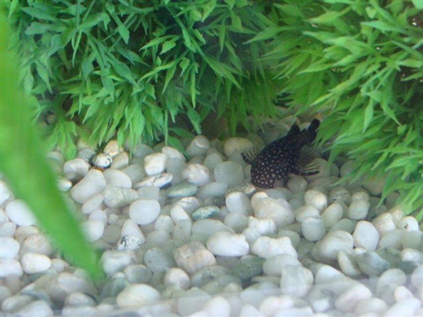 Rated #1466: Freshwater Fish - Ancistrus Sp. - Bristle-nose Catfish Stocking In 10 Gallons Tank - This is one of my two Bristle Nosed Catfish