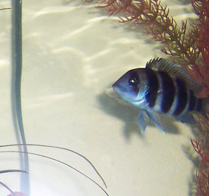 Rated #1588: Freshwater Fish - Cyphotilapia Frontosa - Frontosa Cichlid Stocking In 75 Gallons Tank - Young Frontosa 2.5 Inches.