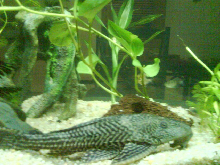 Rated #2234: Freshwater Fish - Glyptoperichthys Gibbiceps - Sailfin Pleco (l-83) Stocking In 250 Gallons Tank - pleco giant