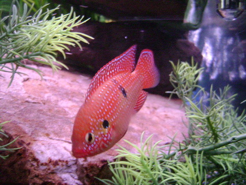 Rated #1012: Freshwater Fish - Hemichromis Bimaculatus - Jewel Cichlid Stocking In 150 Gallons Tank - Male Jeweled Cichlid