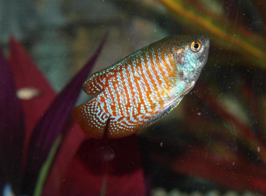 Rated #1008: Freshwater Fish - Colisa Lalia - Dwarf Gourami Stocking In 56 Gallons Tank - My Red Noen Gourami