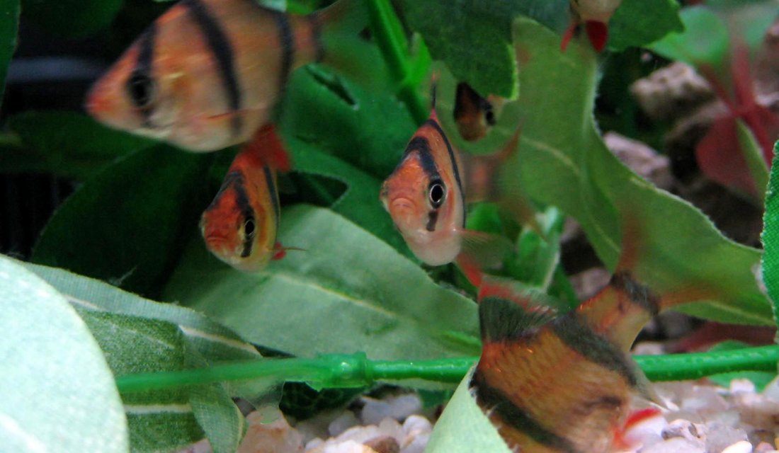 Rated #1522: Freshwater Fish - Puntius Tetrazona - Tiger Barb Stocking In 20 Gallons Tank - Picture of my tiger barbs. I think they are adorable!