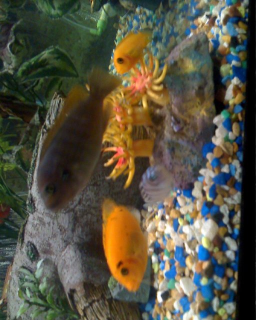 Rated #194: Freshwater Fish - Labidochromis Sp. - Hongi Stocking In 90 Gallons Tank - my fish