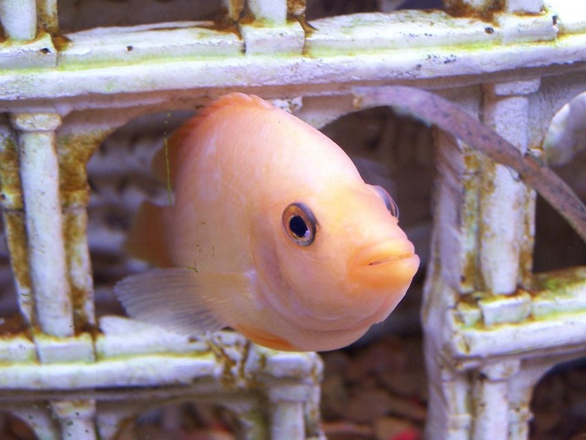 Rated #738: Freshwater Fish - Amphilophus Citrinellus - Midas Cichlid Stocking In 55 Gallons Tank - Midas