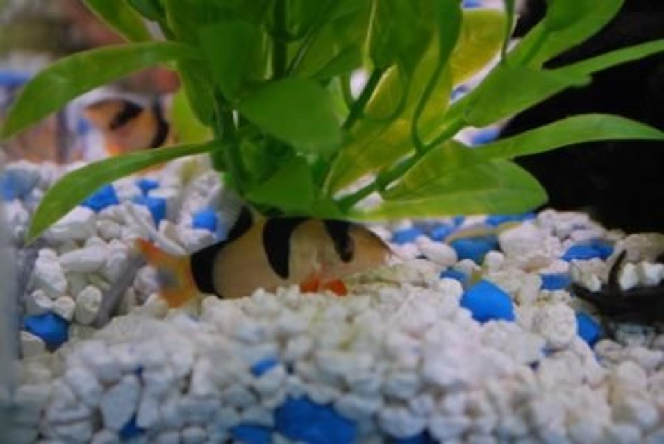 Rated #1721: Freshwater Fish - Botia Macracantha - Clown Loach Stocking In 37 Gallons Tank - May I introduce Sir William Kent - a clown loach.