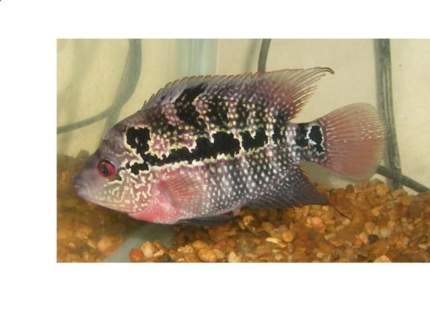 Rated #948: Freshwater Fish - Cichlasoma Sp. - Flower Horn Cichlid Stocking In 90 Gallons Tank - 4 MONTH OLD FEMALE FLOWERHORN