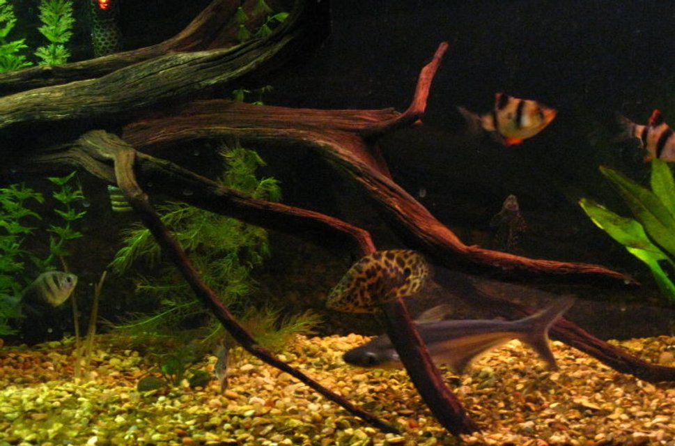 Rated #1784: Freshwater Fish - Ctenopoma Acutirostre - Leopard Ctenopoma Stocking In 50 Gallons Tank - A few of my fish