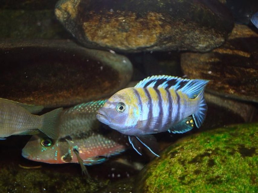 Rated #1597: Freshwater Fish - Cynotilapia Afra - Afra Cichlid Stocking In 90 Gallons Tank - cynotilapia afra cobue male