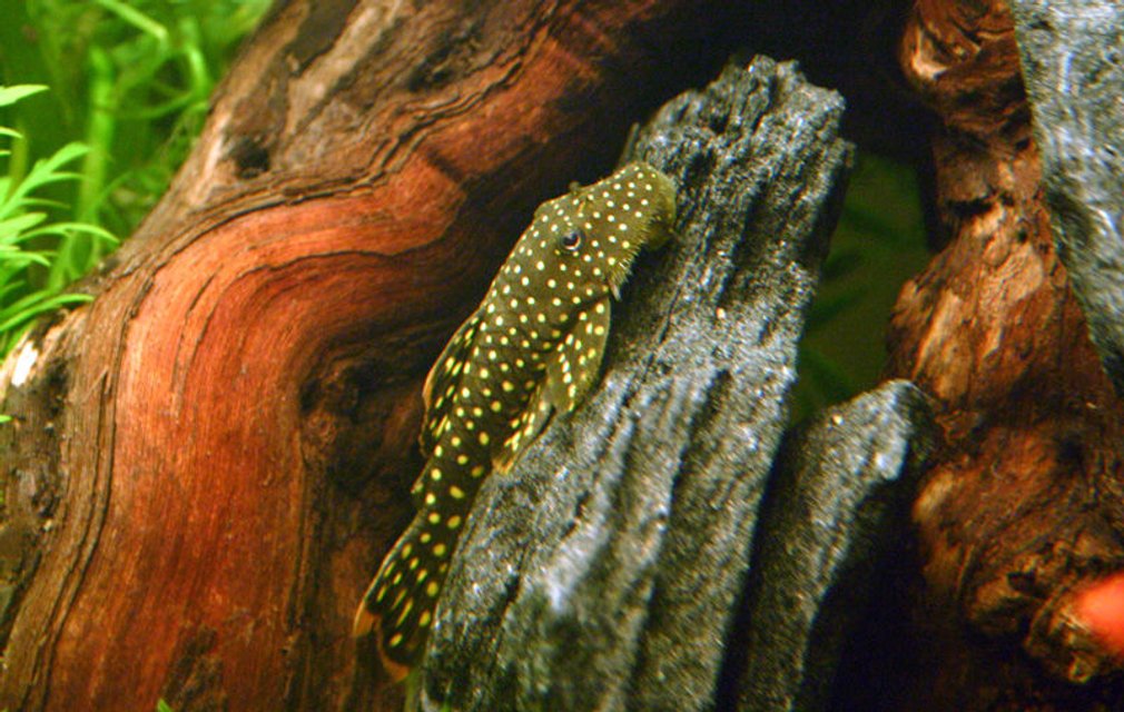 Rated #888: Freshwater Fish - Baryancistrus Sp. - Gold Nugget Pleco (l-18) Stocking In 90 Gallons Tank - Gold Nugget Pleco