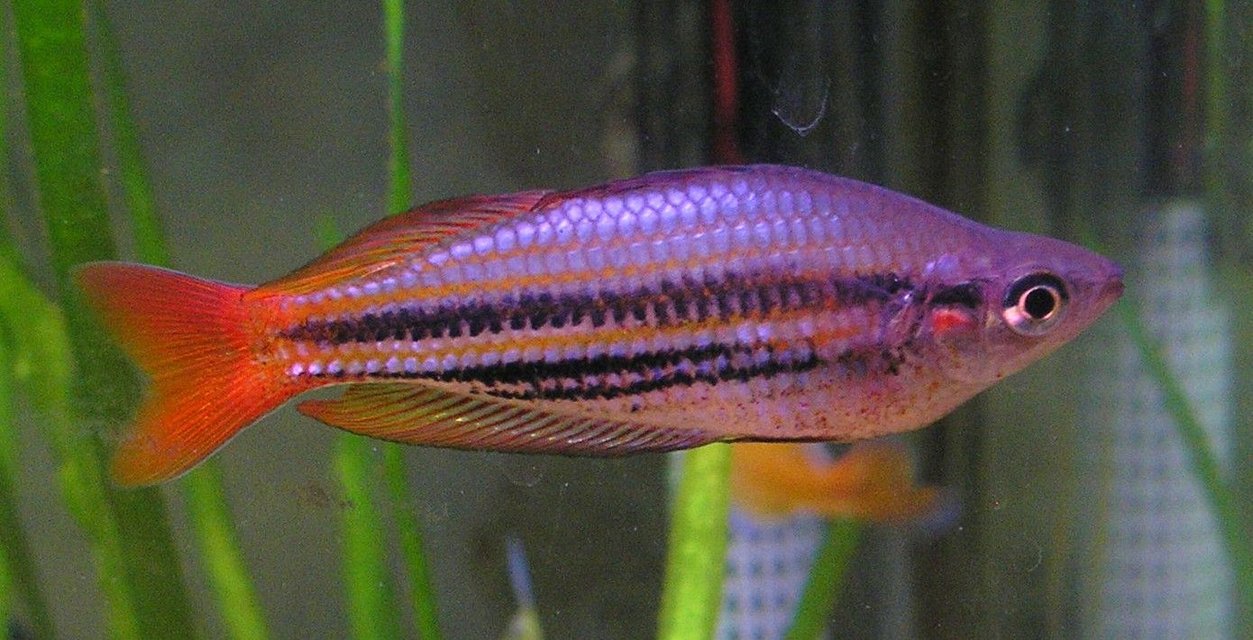 Rated #639: Freshwater Fish - Melanotaenia Australis - Western Rainbowfish Stocking In 29 Gallons Tank - Melanotaenia Australis, Western Rainbowfish. One of the larger males.