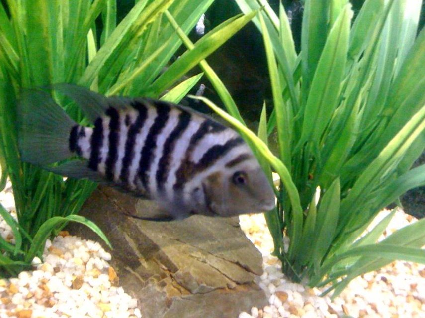 Rated #1203: Freshwater Fish - Archocentrus Nigrofasciatus - Black Convict Cichlid Stocking In 55 Gallons Tank - Convict Cichlid