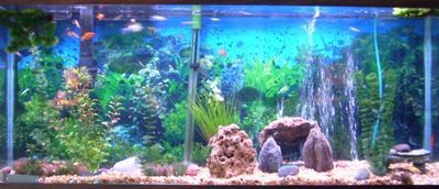 Rated #235: Freshwater Fish - Xiphophorus Maculatus - Red Platy Stocking In 53 Gallons Tank - 53 gallon with Guppies Platys and a 24" pleco. Emperor 400 filter.