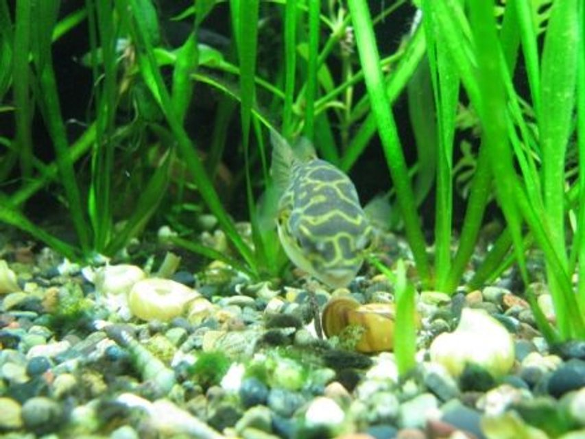 Rated #1519: Freshwater Fish - Tetraodon Biocellatus - Figure 8 Puffer Stocking In 75 Gallons Tank - Our Figure Eight Hunting for Snails...His favorite thing to do