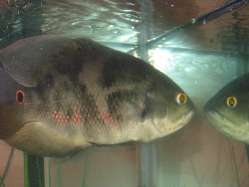 Rated #692: Freshwater Fish - Astronotus Ocellatus - Tiger Oscar Stocking In 90 Gallons Tank - the big oscar
