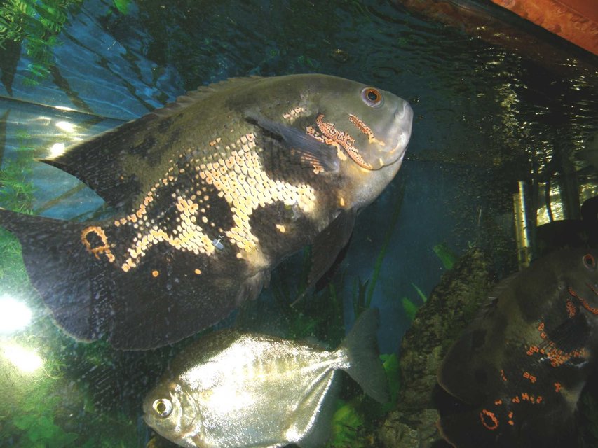 Rated #838: Freshwater Fish - Astronotus Ocellatus - Tiger Oscar Stocking In 78 Gallons Tank - oscars and silver dollar