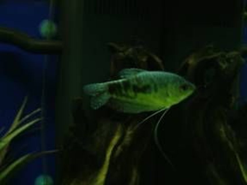 Rated #239: Freshwater Fish - Trichogaster Trichopterus - Opaline Gourami Stocking In 180 Gallons Tank - this is my gourami