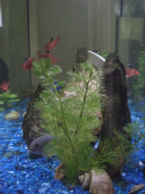 Rated #2066: Freshwater Fish - Hyphessobrycon Erythrostigma - Bleeding Heart Tetra Stocking In 30 Gallons Tank - I think this cobalt is female, but her name's Mario.  All of the minors took a month to come into there full colour.  Pet store fish look terrible....