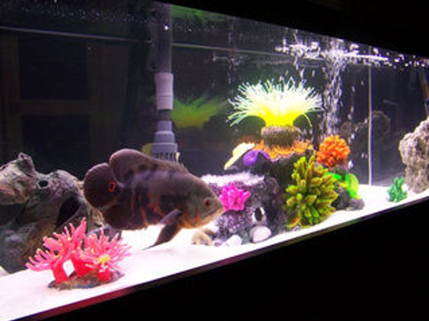 Rated #1328: Freshwater Fish - Astronotus Ocellatus - Tiger Oscar Stocking In 33 Gallons Tank - 33 gallon long. setup as  a room divider. Is veiwable from 360 deg. Home to
, 2 Blue Peacock Cichlid
1 Leopard Picus, 2 Yellow labs and two orange labs, 1 feeder as of photo lol
3 different Reef Inserts, and misc sea decor, Dual Corallife t5 48" lights  24" inch Blacklight  Fuval 405 filter with sub Heater, dual glass covers, white marine sand. Bottom  frame border
