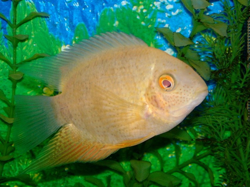 Rated #1590: Freshwater Fish - Heros Serverus - Gold Severum Stocking In 55 Gallons Tank - My Golden Severum Cichlid. About 2 years old. Has survived a lot of beginner aquarium mistakes.