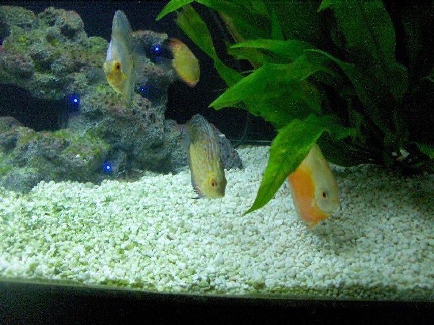 Rated #899: Freshwater Fish Stocking In 180 Gallons Tank - Some discus hanging out.