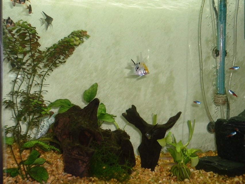 Rated #2287: Freshwater Fish - Pterophyllum Sp. - Koi Angel Stocking In 55 Gallons Tank - Some of my little friends