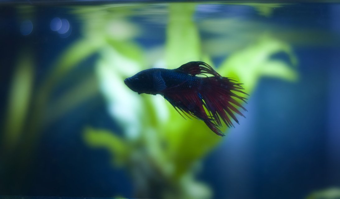 Rated #246: Freshwater Fish - Betta Splendens - Crown Tail Betta Stocking In 50 Gallons Tank - male crowntail betta