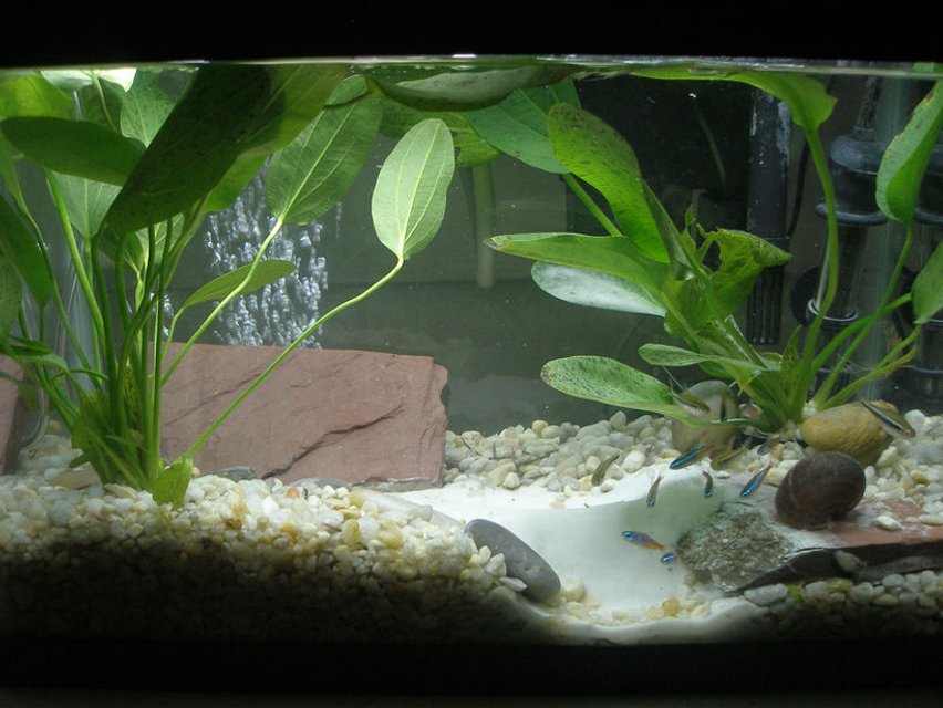 Rated #1988: Freshwater Fish - Paracheirodon Innesi - Neon Tetra Jumbo Stocking In 10 Gallons Tank - Interesting sand formation from the waterfall filter. Looks quite interesting and the tetras love the water flow in this area.