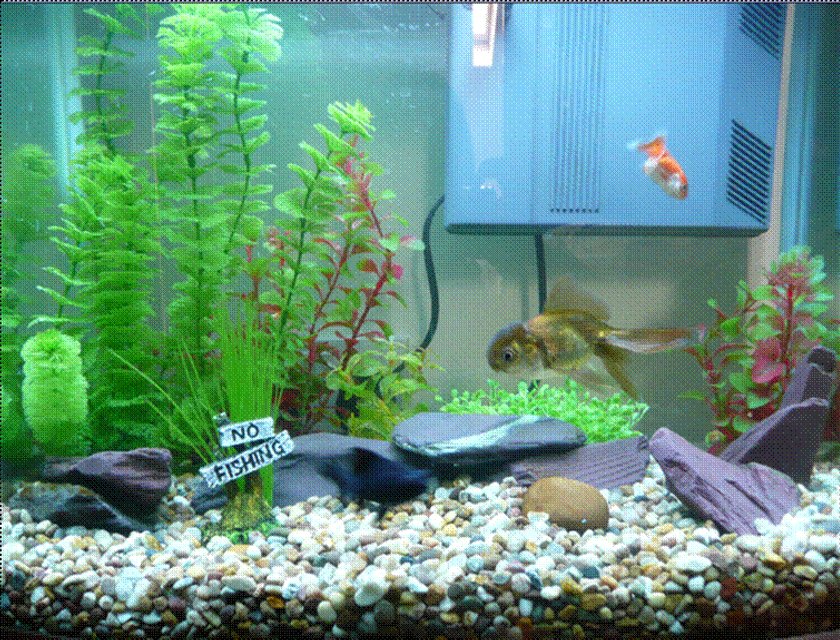 Rated #2395: Freshwater Fish - Carassius Auratus - Goldfish Stocking In 17 Gallons Tank - My Fish Tank