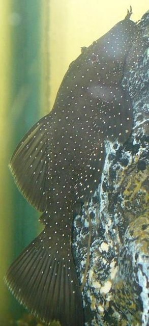 Rated #1151: Freshwater Fish - Parancistrus Sp. - Peppermint Plecostomus (l-31) Stocking In 100 Gallons Tank - Peppermint Bristlenose chillaxin