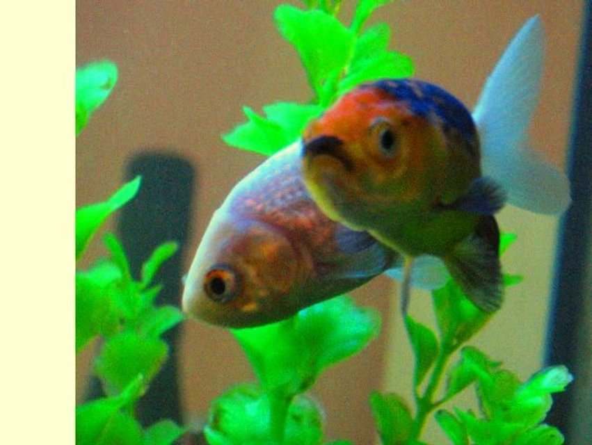 Rated #1459: Freshwater Fish - Carassius Auratus - Goldfish Stocking In 17 Gallons Tank - My two lionhead goldfish, floated right into shot perfectly, as they cruised around my tank.