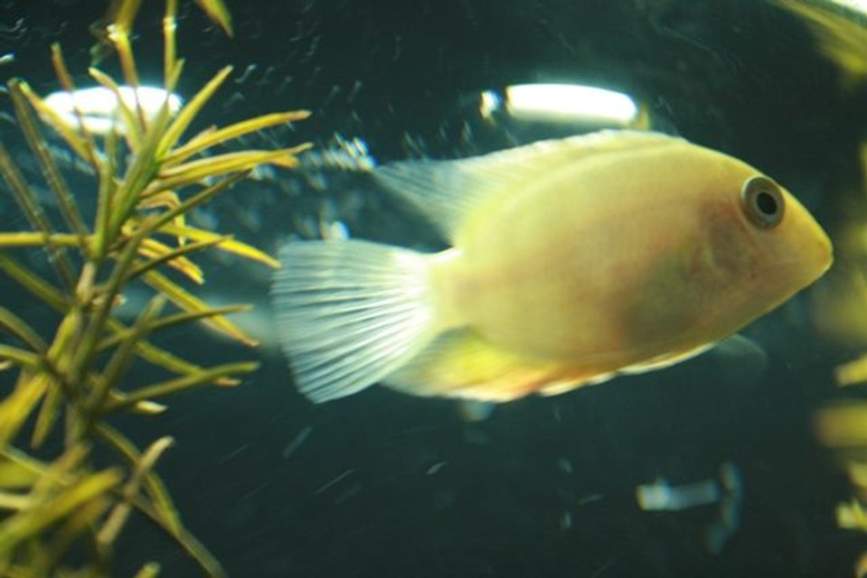 Rated #1902: Freshwater Fish - Heros Serverus - Gold Severum Stocking In 26 Gallons Tank - Gold Severum