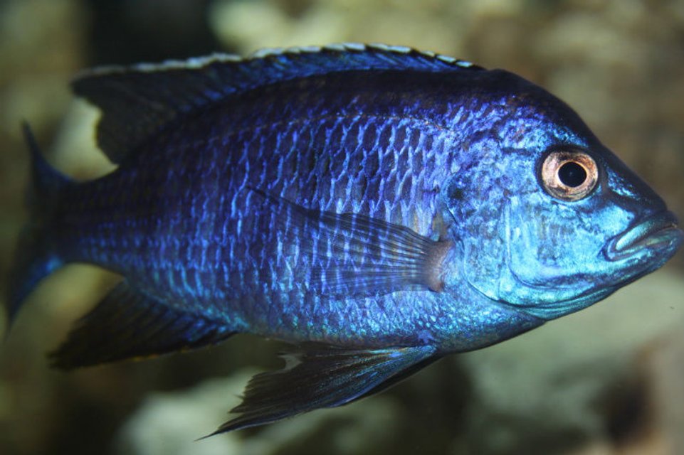 Rated #305: Freshwater Fish - Copadichromis Azureus - Azureus Cichlid Stocking In 300 Gallons Tank - Copidachromis Azeurus
