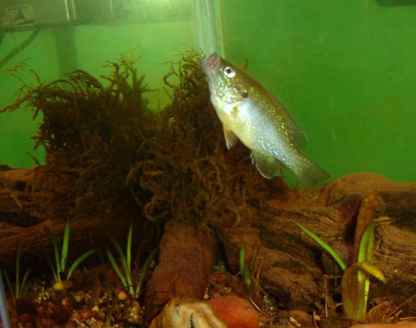 Rated #1610: Freshwater Fish - Lepomis Cyanellus - Green Sunfish Stocking In 10 Gallons Tank - My Green sunfish going after a food pellet