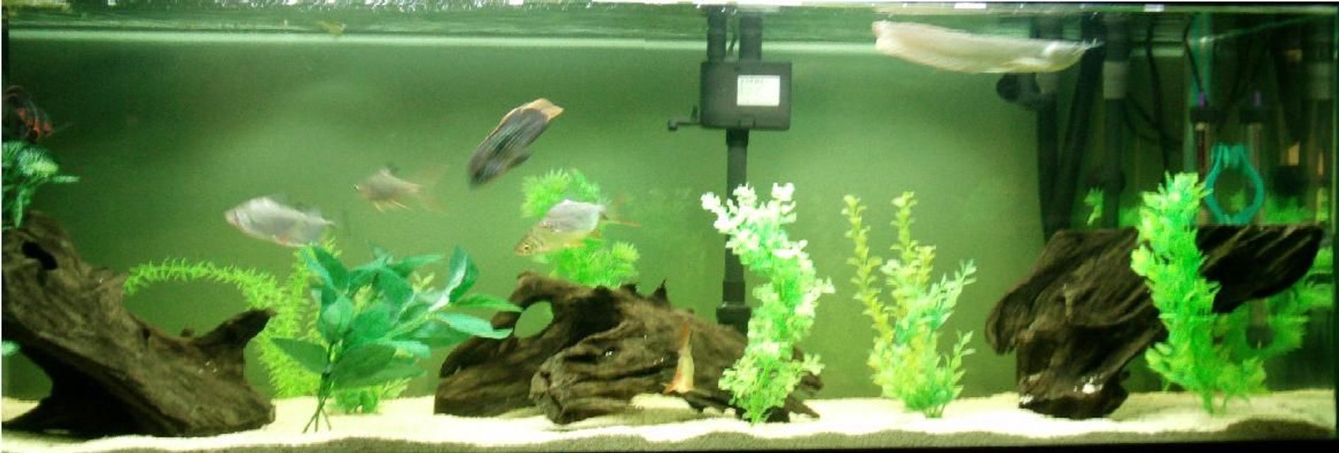 Rated #2035: Freshwater Fish - Osteoglossum Bicirrhosum - Silver Arowana Stocking In 75 Gallons Tank - My south american fish tank