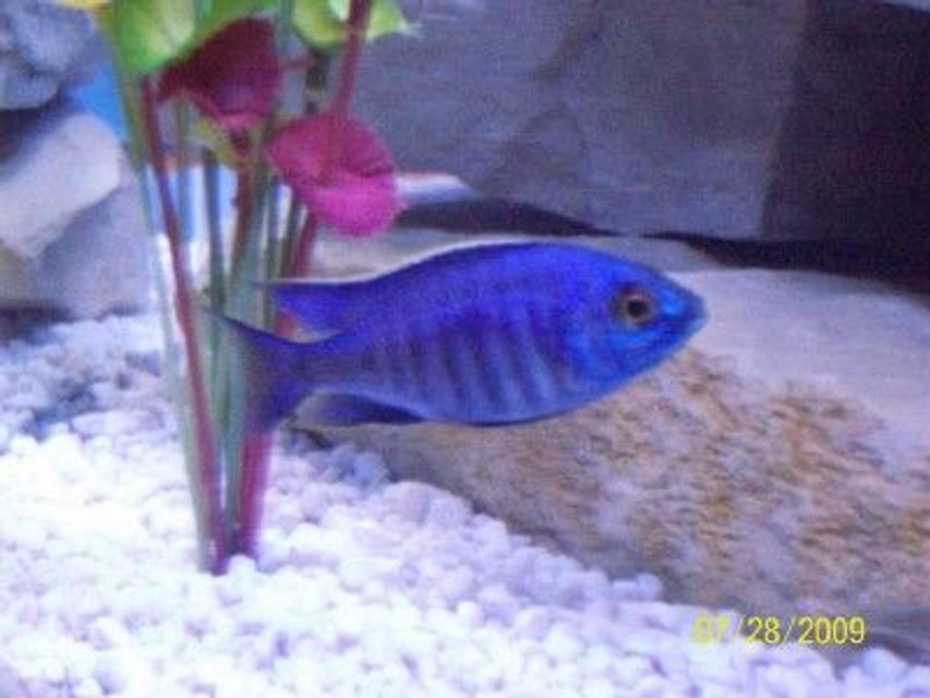 Rated #1608: Freshwater Fish - Copadichromis Azureus Stocking In 55 Gallons Tank - Male Copadichromis Azureus