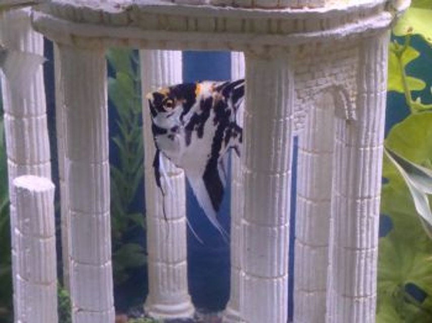 Rated #1498: Freshwater Fish - Pterophyllum Sp. - Koi Angel Stocking In 55 Gallons Tank - My angelfish Micah.