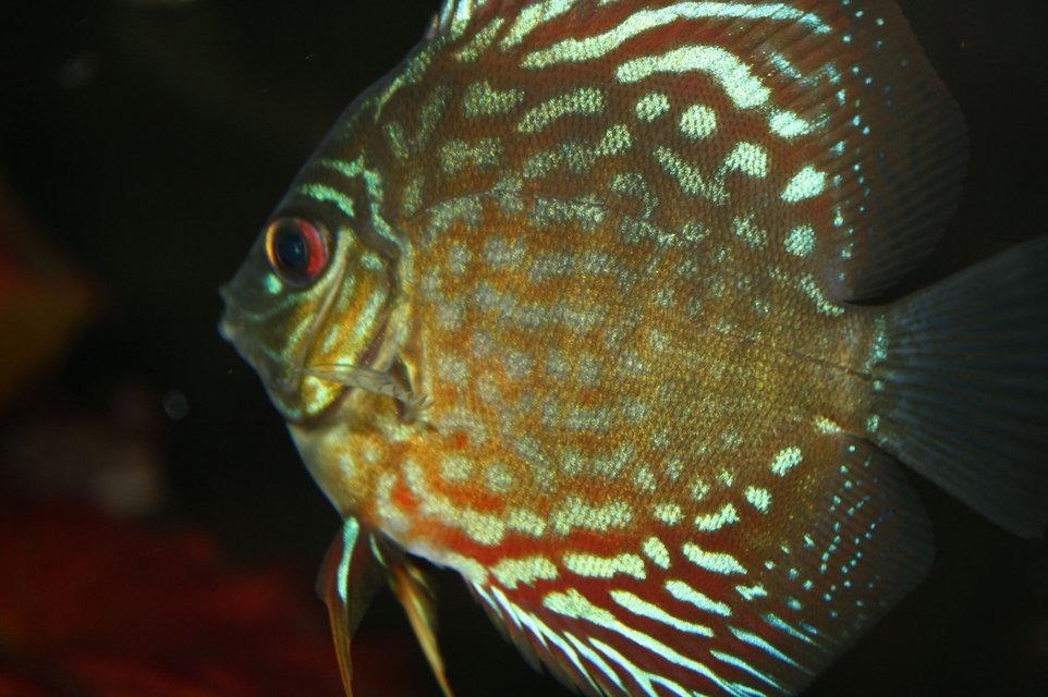 Rated #218: Freshwater Fish - Symphysodon Spp. - Snakeskin Discus Stocking In 55 Gallons Tank - my snakeskin discus
